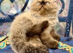 Beljapur cattery Teddy Bear - Himalayan Cat For Sale - Austin, TX, US