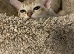Sophia litter - Singapura Cat For Sale - Mocksville, NC, US
