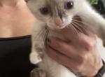 Charlies kitten - Siamese Cat For Sale - Denver, CO, US