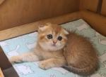 Melani - Scottish Fold Cat For Sale - NY, US