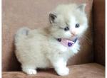 Bicolor girl - Ragdoll Cat For Sale - Farmville, VA, US