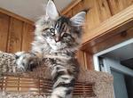 Gera - Maine Coon Cat For Sale - Norwalk, CT, US