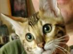 Sahara Yellow - Bengal Cat For Sale - Bradner, OH, US