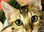 Burst Green - Bengal Cat For Sale - Bradner, OH, US