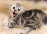 Slastena - Scottish Fold Cat For Sale - Norwalk, CT, US