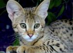 F1 savannah kittens - Savannah Kitten For Sale - Miami, FL, US