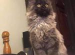 Human Face Amadeus MCO ns Black Smoke RESERVED - Maine Coon Cat For Sale - Chipley, FL, US