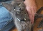 OMalley - Maine Coon Cat For Sale - Crestview, FL, US