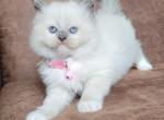 Blue mitted traditional - Ragdoll Cat For Sale - Farmville, VA, US