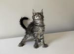 Jazzy Polydactyl - Maine Coon Cat For Sale - NY, US