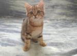 Gala - British Shorthair Cat For Sale - Chicago, IL, US