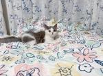 bobby - Munchkin Cat For Sale - Staten Island, NY, US