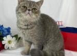 Theo - Russian Blue Cat For Sale - Ava, MO, US