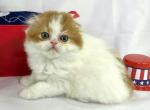 Dumpling - Scottish Fold Cat For Sale - Ava, MO, US