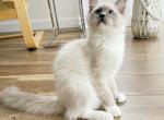 Miller Ragdoll - Ragdoll Cat For Sale - Miami, FL, US