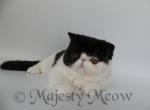 Tessa - Exotic Cat For Sale - Yucca Valley, CA, US