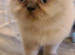 CFA Registered Himalayan Kitten - Himalayan Cat For Sale - Greenville, OH, US