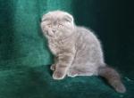 Bright - Scottish Fold Cat For Sale - Norwalk, CT, US