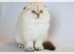 Billy - Scottish Fold Cat For Sale - Hollywood, FL, US