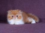 Leo - Persian Cat For Sale - Hollywood, FL, US