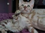 Banderas - Bengal Cat For Sale - Hollywood, FL, US