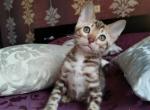 Boston - Bengal Cat For Sale - Hollywood, FL, US