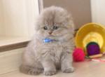 Like - Scottish Fold Cat For Sale - Hollywood, FL, US