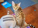 Princess - Bengal Cat For Sale - Bronx, NY, US