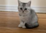 Lana - Scottish Straight Cat For Sale - Brooklyn, NY, US