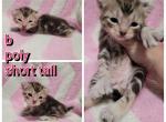 Boy liter - Highlander Cat For Sale - Monroe, MI, US