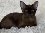 Emilio Burmese - Bengal Cat For Sale - Miami, FL, US