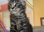 Maine Coon male kitten - Maine Coon Cat For Sale - Bayville, NJ, US