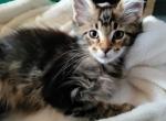 Dickens - Maine Coon Cat For Sale - Waukesha, WI, US