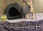 Sphynx Seal Mink blueCleveland Columbus Pittsburgh - Sphynx Cat For Sale - New Castle, PA, US