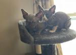 Sphynx Cleveland Columbus Pittsburgh - Sphynx Cat For Sale - New Castle, PA, US