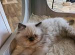 Himalayan kittens - Himalayan Cat For Sale - Greenville, OH, US