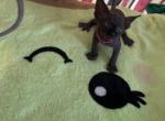 Cutie Pie black Sphynx Pittsburgh Columb - Sphynx Kitten For Sale - New Castle, PA, US