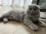 Pushynka - Scottish Fold Cat For Sale - Hollywood, FL, US