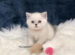 Daisy - Scottish Straight Cat For Sale - Vancouver, WA, US