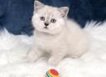 Misty - Scottish Straight Cat For Sale - Vancouver, WA, US