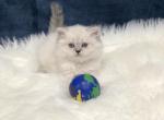 Sugar - Scottish Straight Cat For Sale - Vancouver, WA, US