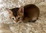 1 sweet boy - Abyssinian Cat For Sale - Spring Hill, FL, US