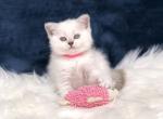 Elsa - Scottish Straight Cat For Sale - Vancouver, WA, US