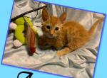 Austin - Munchkin Cat For Sale - FL, US