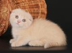 Rozitta - Munchkin Cat For Sale - Hollywood, FL, US