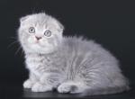 Royal - Munchkin Cat For Sale - Hollywood, FL, US