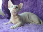 Astrea Bambino - Sphynx Cat For Sale - Norwalk, CT, US