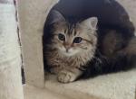 Mi - Scottish Fold Cat For Sale - Philadelphia, PA, US