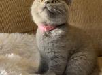 Bunny - British Shorthair Cat For Sale - Philadelphia, PA, US