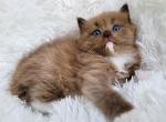 Seal mitted sepia - Ragdoll Cat For Sale - Farmville, VA, US